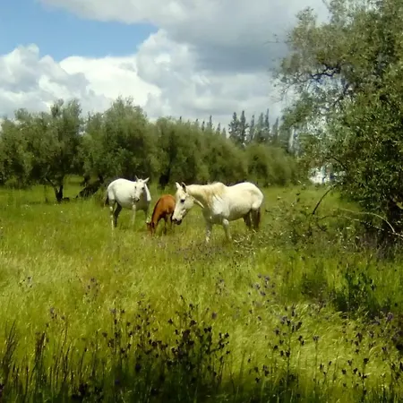 Farm stay Casa Halcon *